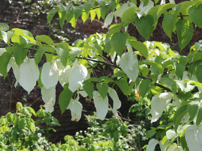 Dove Tree Seeds | Handkerchief Tree | (Davidia involucrata)