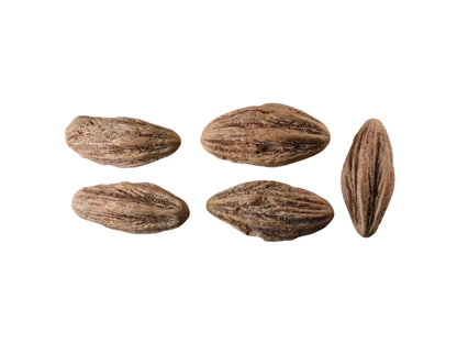 Dove Tree Seeds | Handkerchief Tree | (Davidia involucrata)