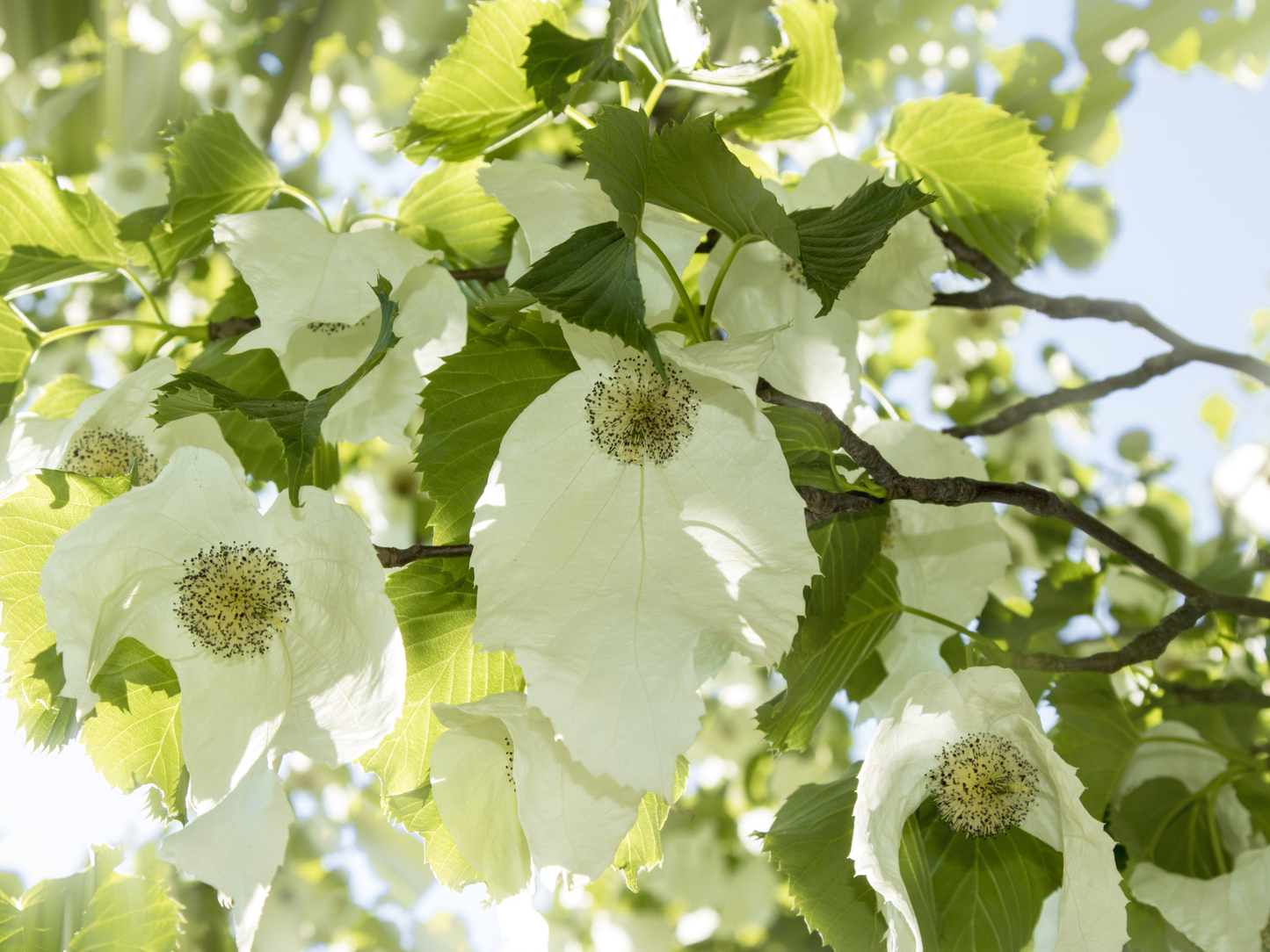 Dove Tree Seeds | Handkerchief Tree | (Davidia involucrata)
