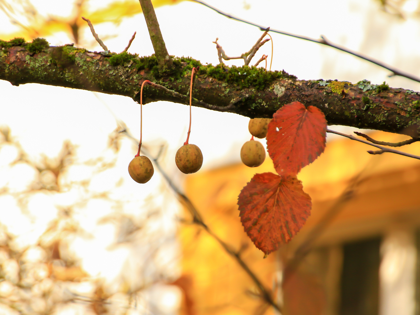 Dove Tree Seeds | Handkerchief Tree | (Davidia involucrata)