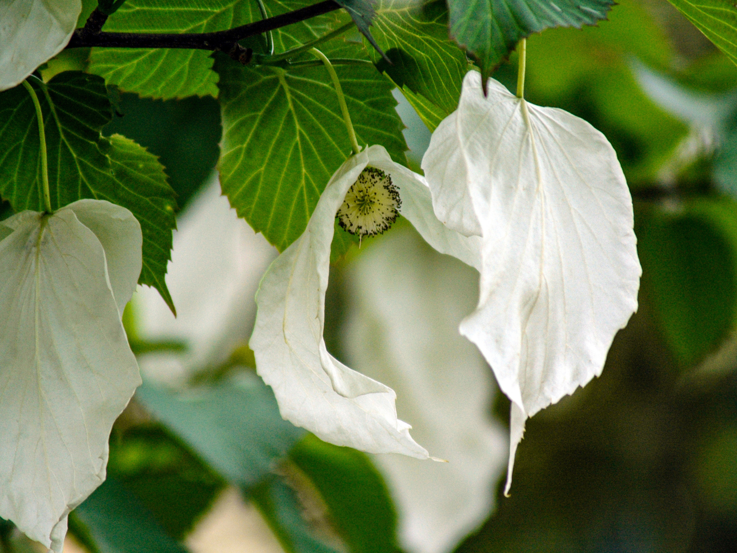 Dove Tree Seeds | Handkerchief Tree | (Davidia involucrata)
