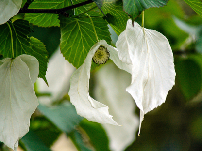 Dove Tree Seeds | Handkerchief Tree | (Davidia involucrata)