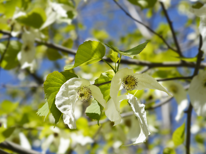 Dove Tree Seeds | Handkerchief Tree | (Davidia involucrata)