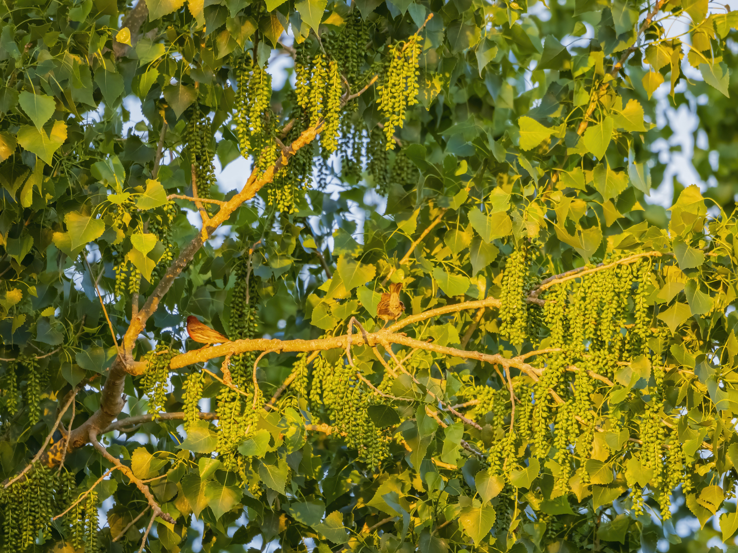 Eastern Cottonwood Tree Seeds | Cottonwood | (Populus deltoides)
