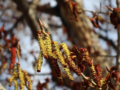 Eastern Cottonwood Tree Seeds | Cottonwood | (Populus deltoides)