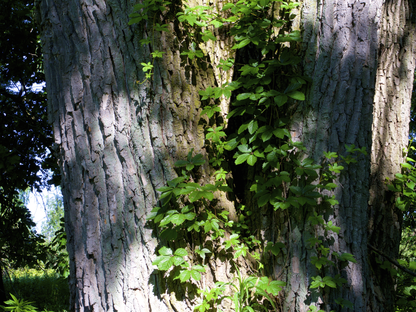 Eastern Cottonwood Tree Seeds | Cottonwood | (Populus deltoides)