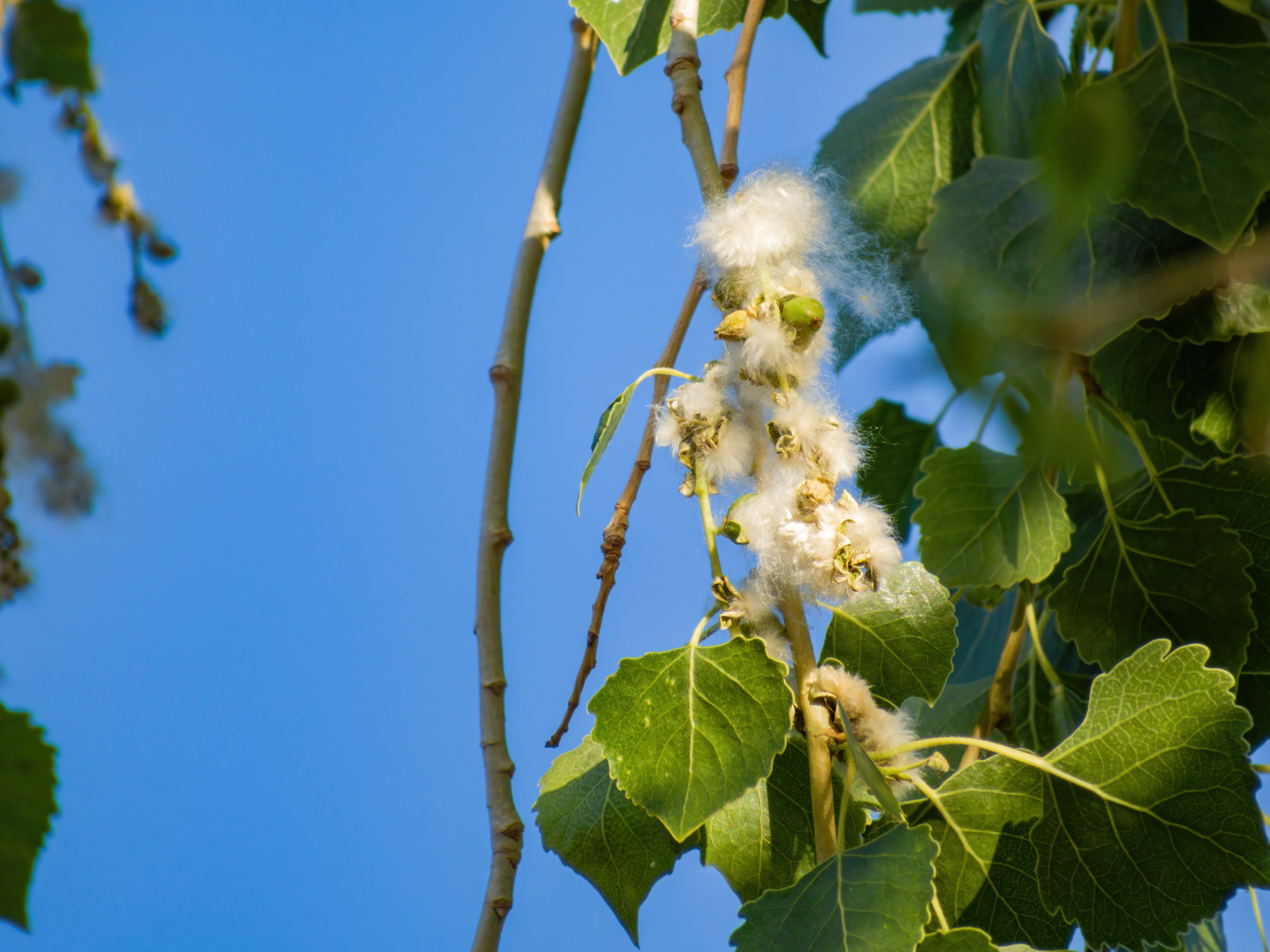 Eastern Cottonwood Tree Seeds | Cottonwood | (Populus deltoides)