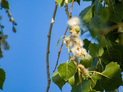 Eastern Cottonwood Tree Seeds | Cottonwood | (Populus deltoides)