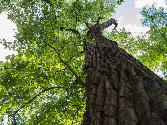 Eastern Cottonwood Tree Seeds | Cottonwood | (Populus deltoides)