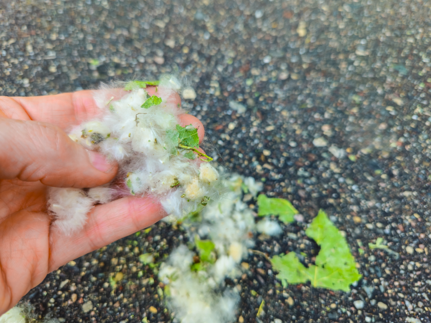 Eastern Cottonwood Tree Seeds | Cottonwood | (Populus deltoides)