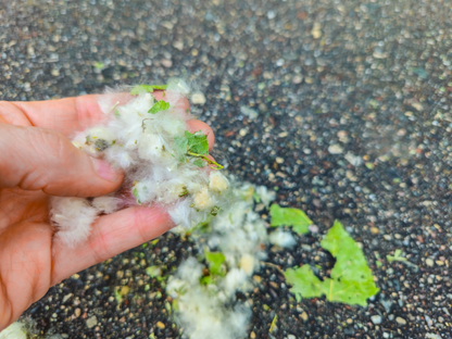 Eastern Cottonwood Tree Seeds | Cottonwood | (Populus deltoides)