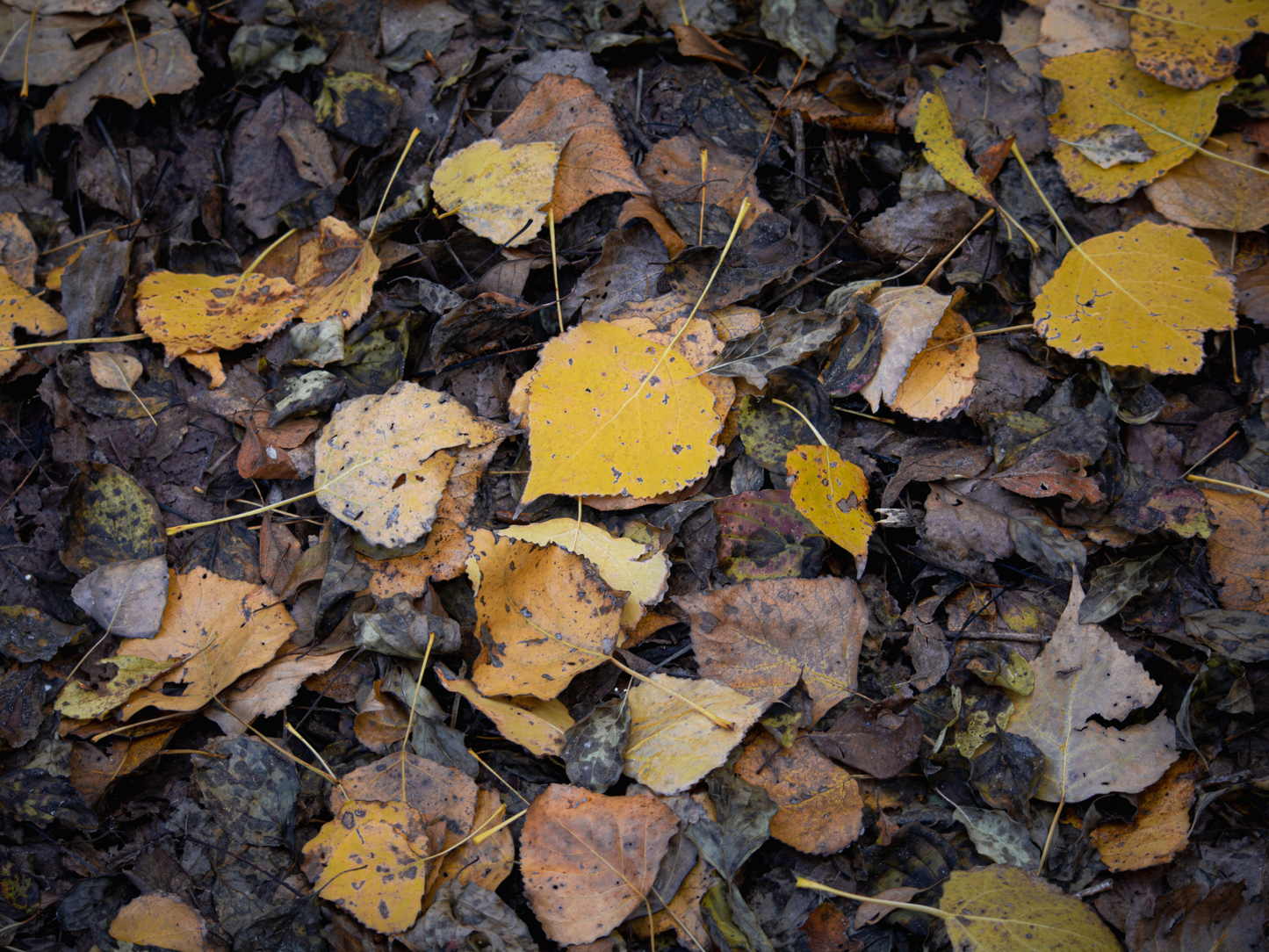 Eastern Cottonwood Tree Seeds | Cottonwood | (Populus deltoides)