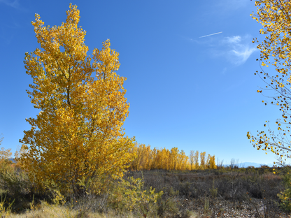 Eastern Cottonwood Tree Seeds | Cottonwood | (Populus deltoides)