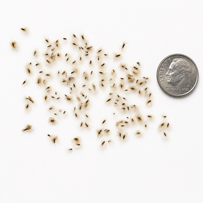 Empress Tree Seeds (Paulownia elongata)