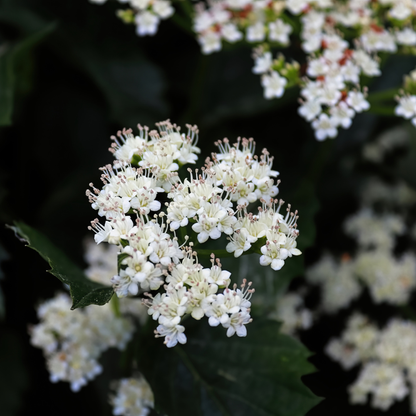 Arrowwood Viburnum Seeds (Viburnum Dentatum)