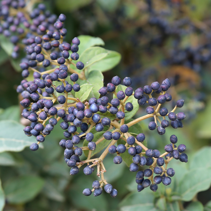 Arrowwood Viburnum Seeds (Viburnum Dentatum)
