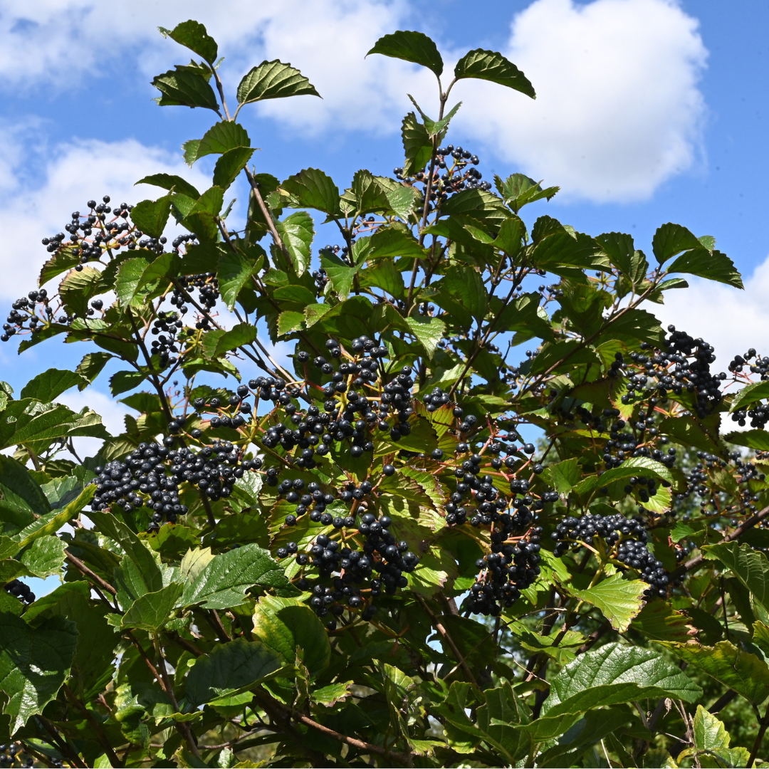 Arrowwood Viburnum Seeds (Viburnum Dentatum)