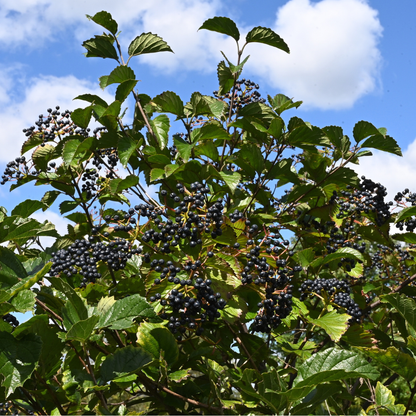 Arrowwood Viburnum Seeds (Viburnum Dentatum)