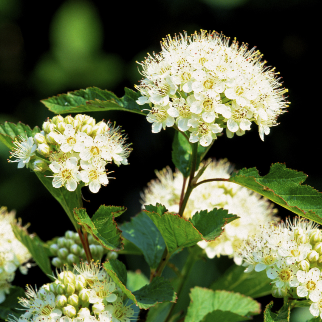 Arrowwood Viburnum Seeds (Viburnum Dentatum)