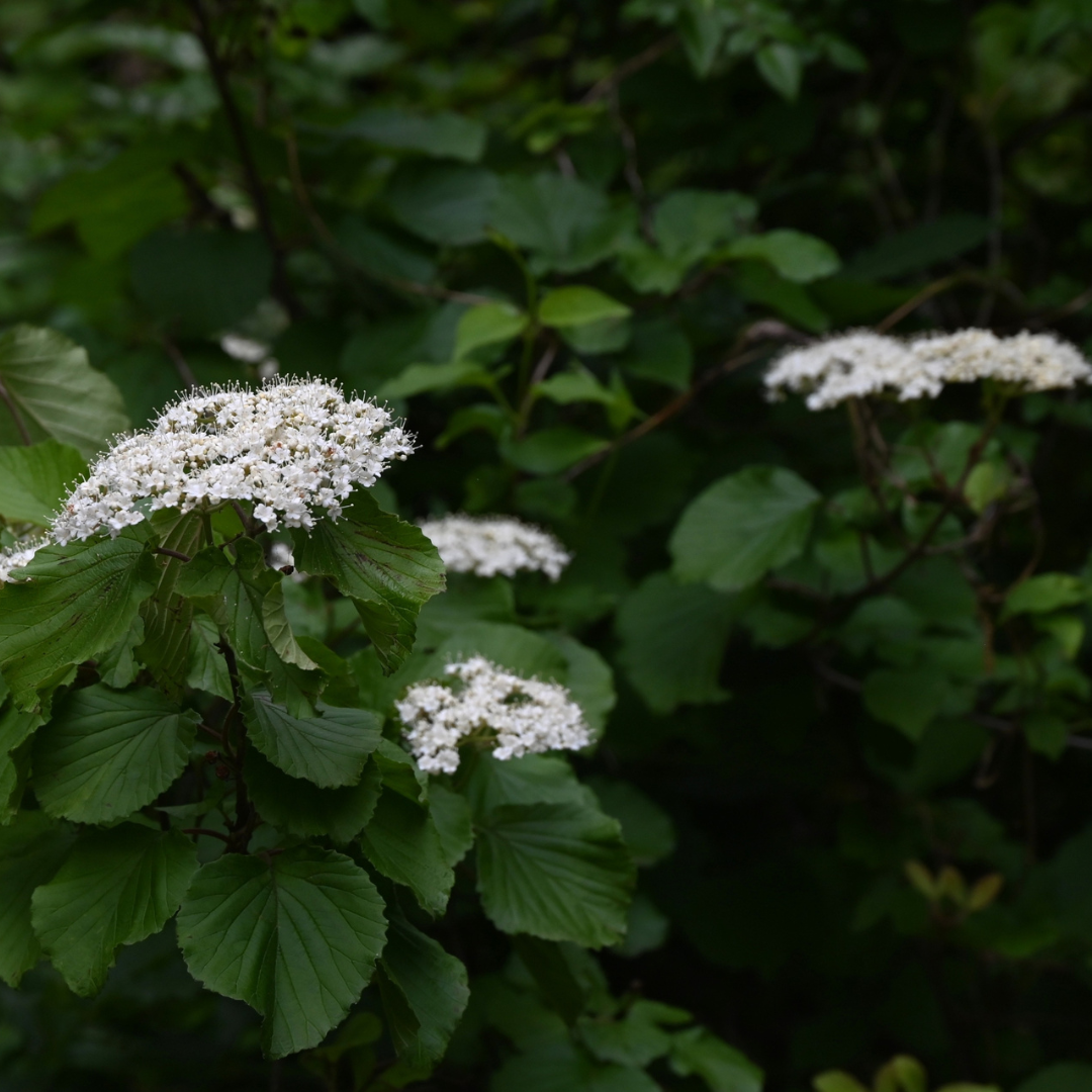 Arrowwood Viburnum Seeds (Viburnum Dentatum)