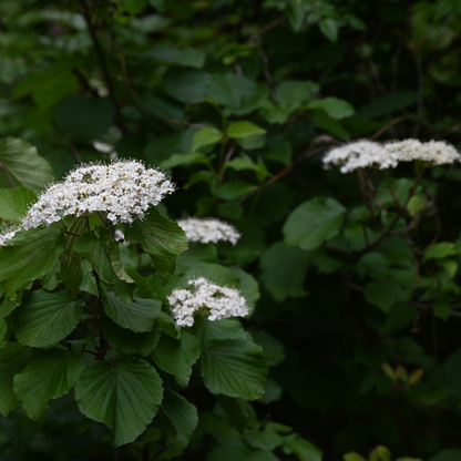 Arrowwood Viburnum Seeds (Viburnum Dentatum)