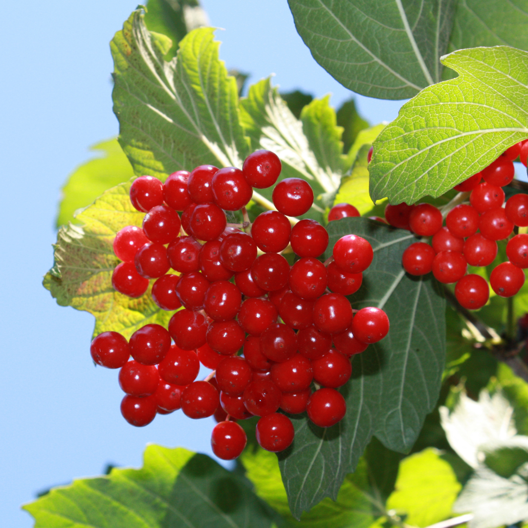 Arrowwood Viburnum Seeds (Viburnum Dentatum)
