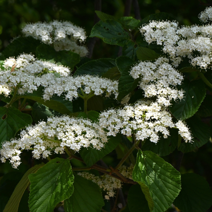 Arrowwood Viburnum Seeds (Viburnum Dentatum)