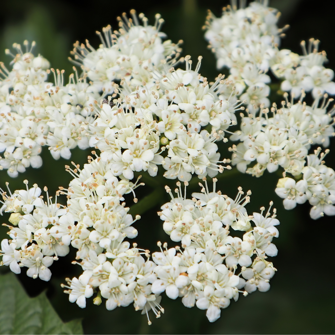 Arrowwood Viburnum Seeds (Viburnum Dentatum)