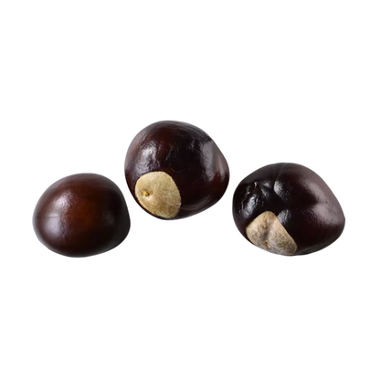 American Buckeye Tree Seeds | Aesculus glabra