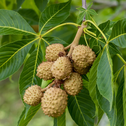 American Buckeye Tree Seeds | Aesculus glabra
