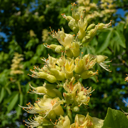 American Buckeye Tree Seeds | Aesculus glabra
