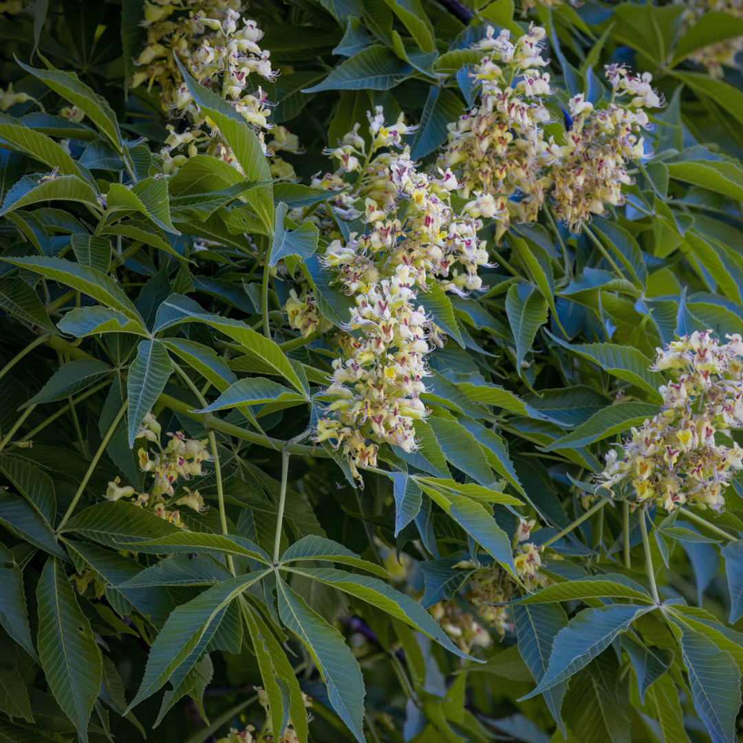 American Buckeye Tree Seeds | Aesculus glabra