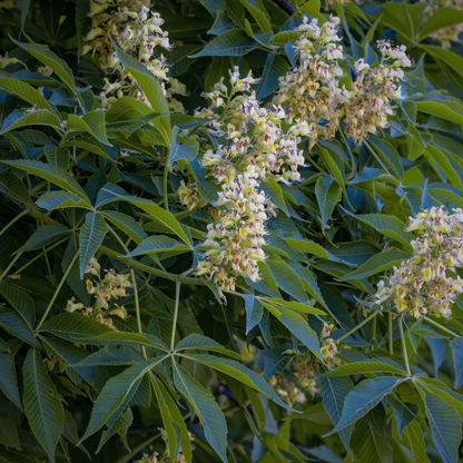 American Buckeye Tree Seeds | Aesculus glabra