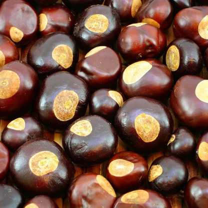 American Buckeye Tree Seeds | Aesculus glabra