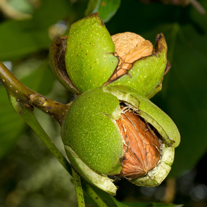 Carpathian English Walnut Tree Seeds | Juglans regia ‘Carpathian’