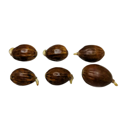 Chestnut Oak Tree Seeds | Quercus montana
