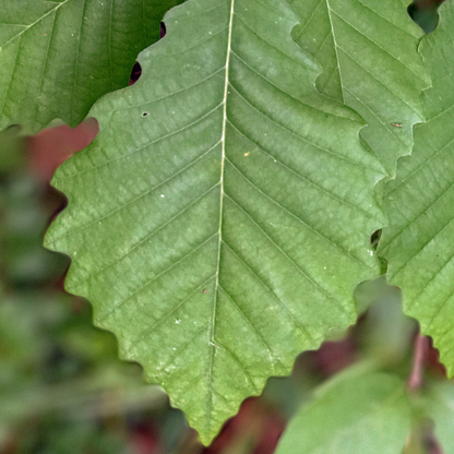 Chestnut Oak Tree Seeds | Quercus montana