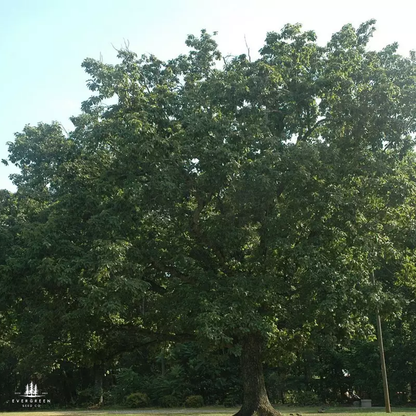 Chestnut Oak Tree Seeds | Quercus montana
