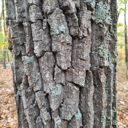 Chestnut Oak Tree Seeds | Quercus montana