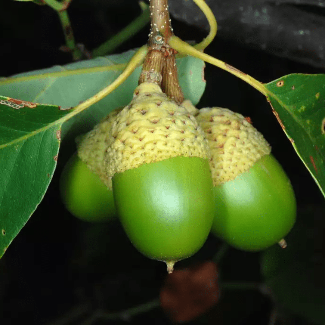 Chestnut Oak Tree Seeds | Hardy Native Oak for Dry Soils (Quercus ...