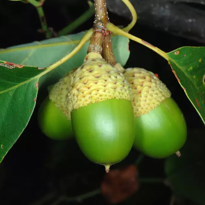 Chestnut Oak Tree Seeds | Quercus montana