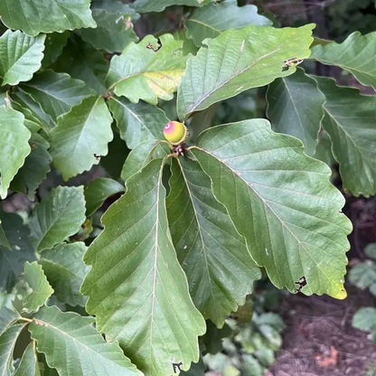 Chestnut Oak Tree Seeds | Quercus montana