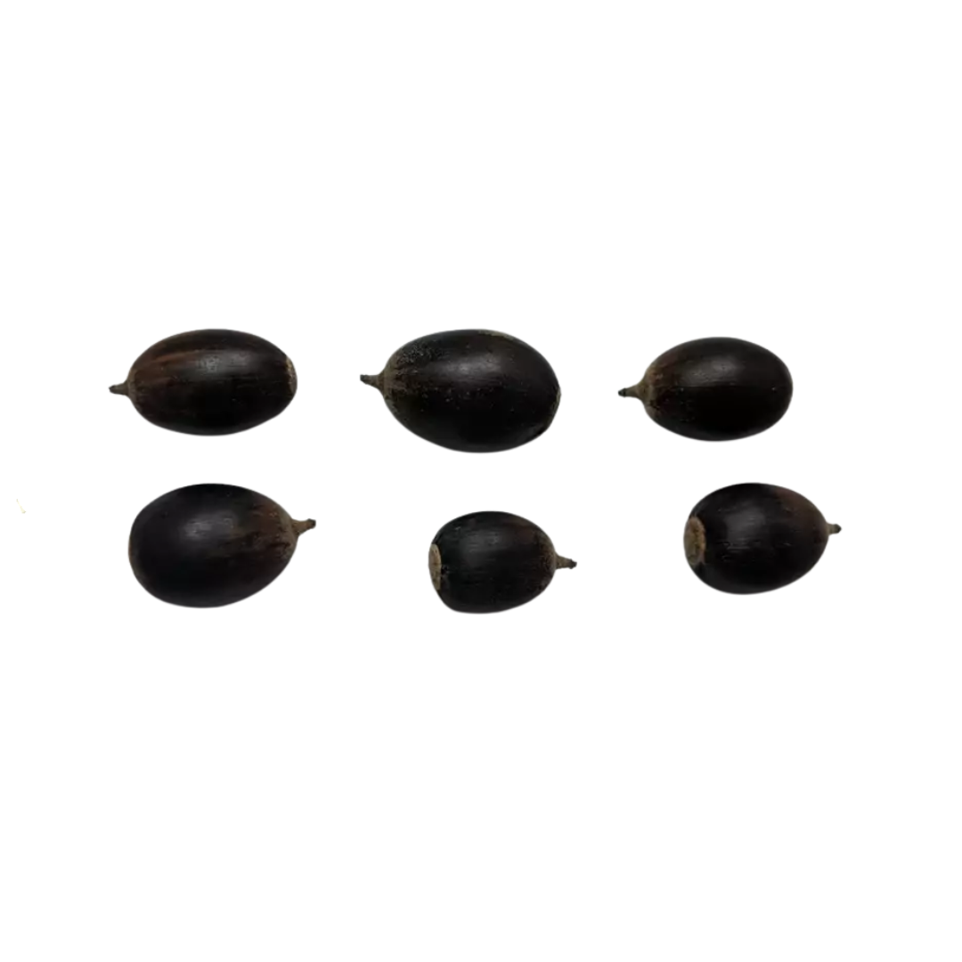 Chinkapin Oak Tree Seeds | Quercus muehlenbergii
