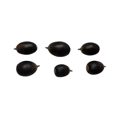 Chinkapin Oak Tree Seeds | Quercus muehlenbergii