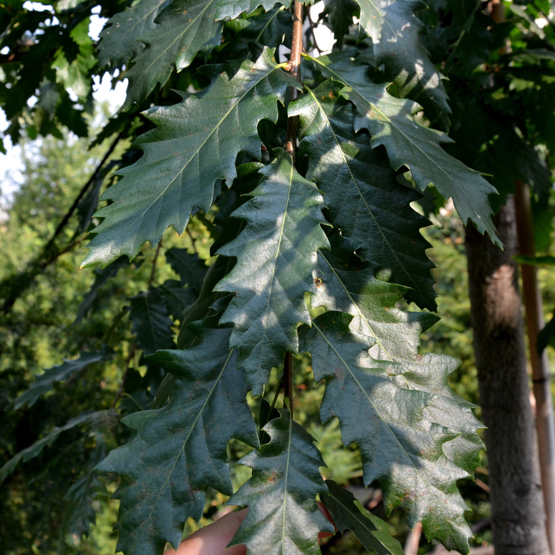 Chinkapin Oak Tree Seeds | Quercus muehlenbergii