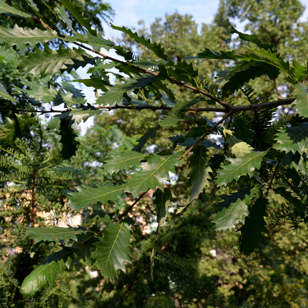 Chinkapin Oak Tree Seeds | Quercus muehlenbergii