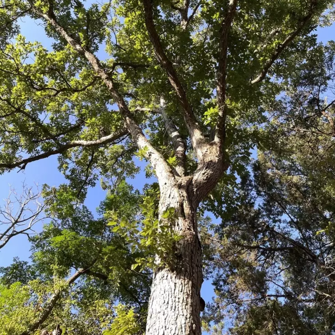 Chinkapin Oak Tree Seeds | Quercus muehlenbergii