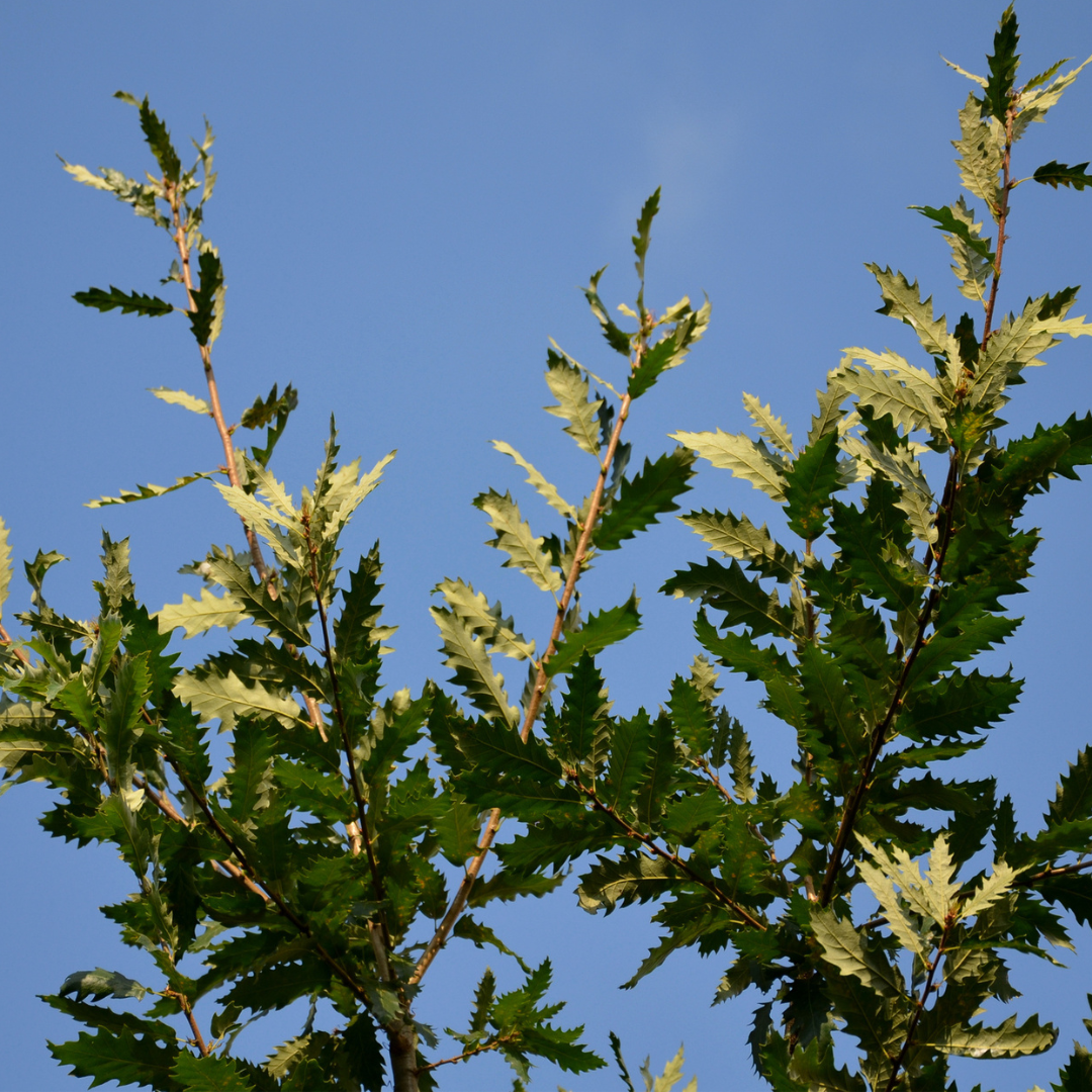 Chinkapin Oak Tree Seeds | Quercus muehlenbergii