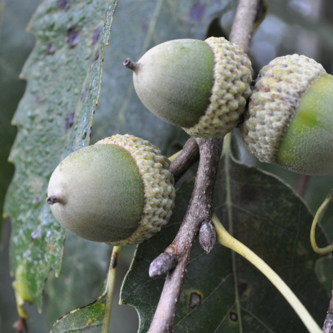 Chinkapin Oak Tree Seeds | Quercus muehlenbergii
