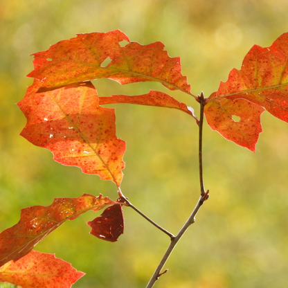 Chinkapin Oak Tree Seeds | Quercus muehlenbergii